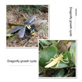 thumbnail image 5 of verishout 1 Set Life Cycle Models Exquisite Interesting Display Prop Unique Simulation Education Props Animal Toy for Children Dragonfly 1Set, 5 of 5
