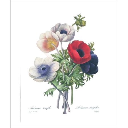 Anemone Simple Flowers