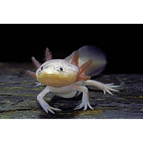 Ambystoma Mexicanum F Leucistic Axolotl Print Wall Art By Paul Starosta Walmart Com Walmart Com Ambystoma Mexicanum F Leucistic Axolotl Print Wall Art By Paul Starosta Walmart Com Walmart Com