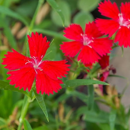 Dianthus Zing Rose Flower Seeds - Deep Red - 1000 Seeds - Perennial Flower Garden Seeds - Dianthus deltoidess, Dianthus Flower Seeds - Zing Rose.., By Mountain Valley Seed Company Ship from