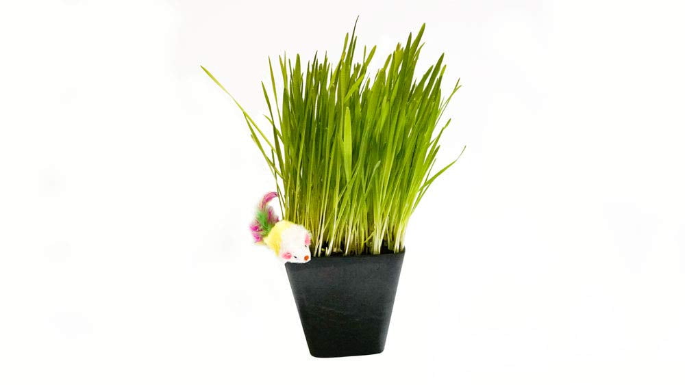 Thunder Acres Cat Grass Blend Wheat Barley Oats And Rye Seed Mix Non Gmo Certified Organic Bonus Cat Toy Walmart Com Walmart Com