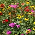 thumbnail image 2 of Outsidepride 5 lb. Southeast Wild Flower Seed Mix for Southeastern States, 2 of 5