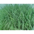 5 live growing lemongrass plants Organically grown shipped in peat moss