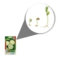 thumbnail image 2 of Semilla Melon Verde Vita, 2 of 5