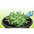 thumbnail image 3 of Tomato Rocket - Mini, 3 of 3