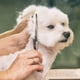thumbnail image 4 of Kit de tijeras para perros de acero 4cr Less Ging con punta redonda de seguridad, kit de recortadora para mascotas con revestimiento de Tium para servicio, 4 of 5