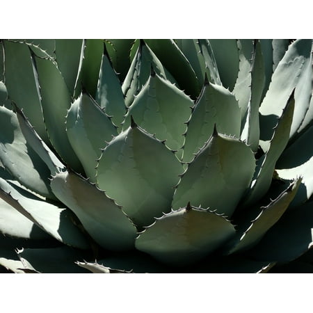- Peel-n-Stick Poster of Green Plant Cactus Pita Agave Century Plant Poster 24x16 Adhesive Sticker Poster Print