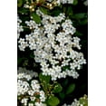 thumbnail image 4 of Viburnum Mrs. Schiller's Delight I 3 Live Plants I Dwarf Obovatum I Evergreen Shrub with Fragrant White Blooms, Ideal for Hedges, Borders, and Ornamental Landscaping, 4 of 7