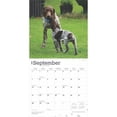 thumbnail image 4 of German Shorthaired Pointers 2025 12 X 24 Inch Monthly Square, 4 of 9