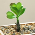 thumbnail image 2 of Coofit Mini Artificial Succulent DIY - Faux Succulent Plant Plastic Greenery Decoration, 2 of 3