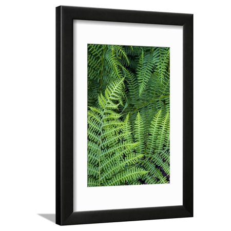 California. Bracken Fern, Redwood State and National Park Framed Print Wall Art By Judith Zimmerman