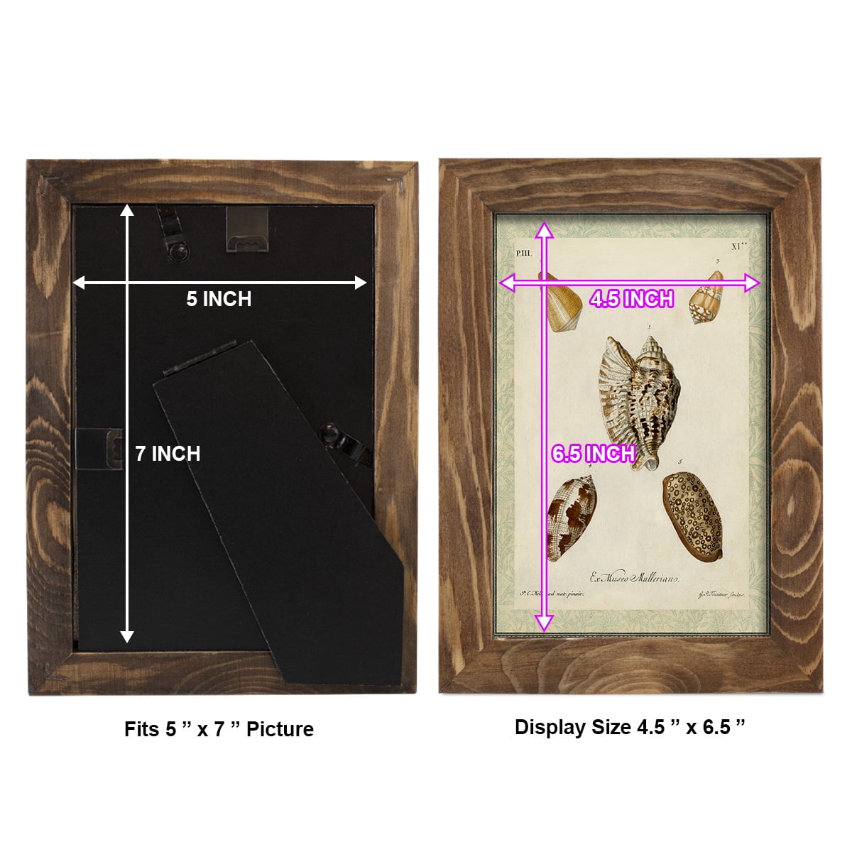 Bookplate Shells II - Framed Print w/glass - Walnut