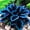 Hosta-B, variant on Rainbow Colorful Midnight Blue Hostas Cultivation Granules For Planting-(Non-Artificial)-Bloom Year After Year-Fast Growing, Home Decoration-Beautiful Gift Garden-Ornamental-Premium Garden Stakes