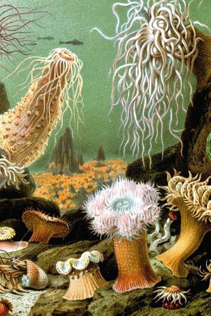 Sea Life Notebook (Paperback)