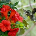 thumbnail image 2 of SHIYOU-Graines de Vigne Trompette Colibri, Variété Rouge Foncé, Lot de 20, 2 of 4