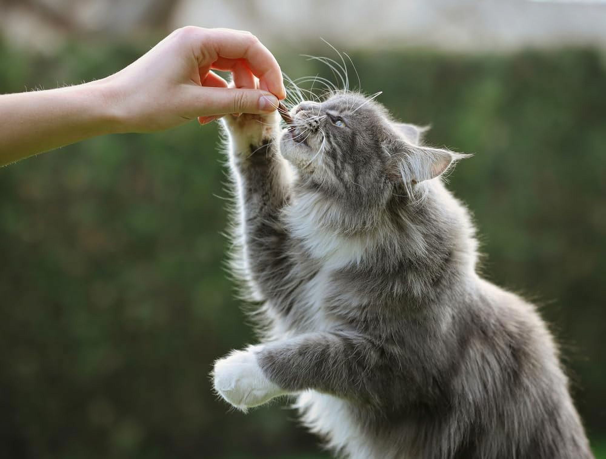 Feral Cat, Kitten Winter Rescue Kit - Warm Wheat Straw Bedding and Kitty Treats - 2 Pounds Straw + Cat Snacks