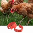 thumbnail image 2 of Chicken Leg Rings Poultry Ankle Bands Number Tag Markers for Birds Gamefowl Turkey Duck, 2 of 7