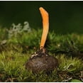thumbnail image 4 of Cultures de Champignons Gourmet et Médicinales (Cordyceps Militaris), 4 of 4