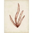 thumbnail image 3 of McCavitt, Naomi 15x18 Black Modern Framed Museum Art Print Titled - Seaweed Specimens VIII, 3 of 5