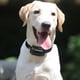 thumbnail image 1 of Valla Inalámbrica Para Perros Valla inalámbrica para perros, práctica valla eléctrica para perros, útil valla Invisible para perros, 1 of 8