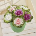 thumbnail image 2 of Collections Etc Artificial Faux Cabbage Rose Flower Stems, Multicolor (2 each Purple, Pink and White) - Set of 6, 2 of 11