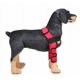 thumbnail image 2 of Suministros para mascotas Rodilleras para perros Almohadillas para piernas para perros Protector para mascotas Cirugía para perros Cubierta para heridas (Rojo S) Rojo Verde, 2 of 5