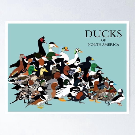 Kiloa Ducks of North America Identification Poster, 8x12 UNFRAMED