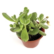 Bear Claws Succulent Cotyledon Tomentosa, 4 Pot