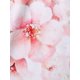 thumbnail image 4 of Vestido de Sol Talla Extra con Estampado Floral con Curvo en Espalda Rosegal  Vestidos florales de talla grande, 4 of 5