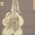 thumbnail image 3 of Creative Co-Op Affiche Murale en Lin et Bois Botanicals, 3 of 9