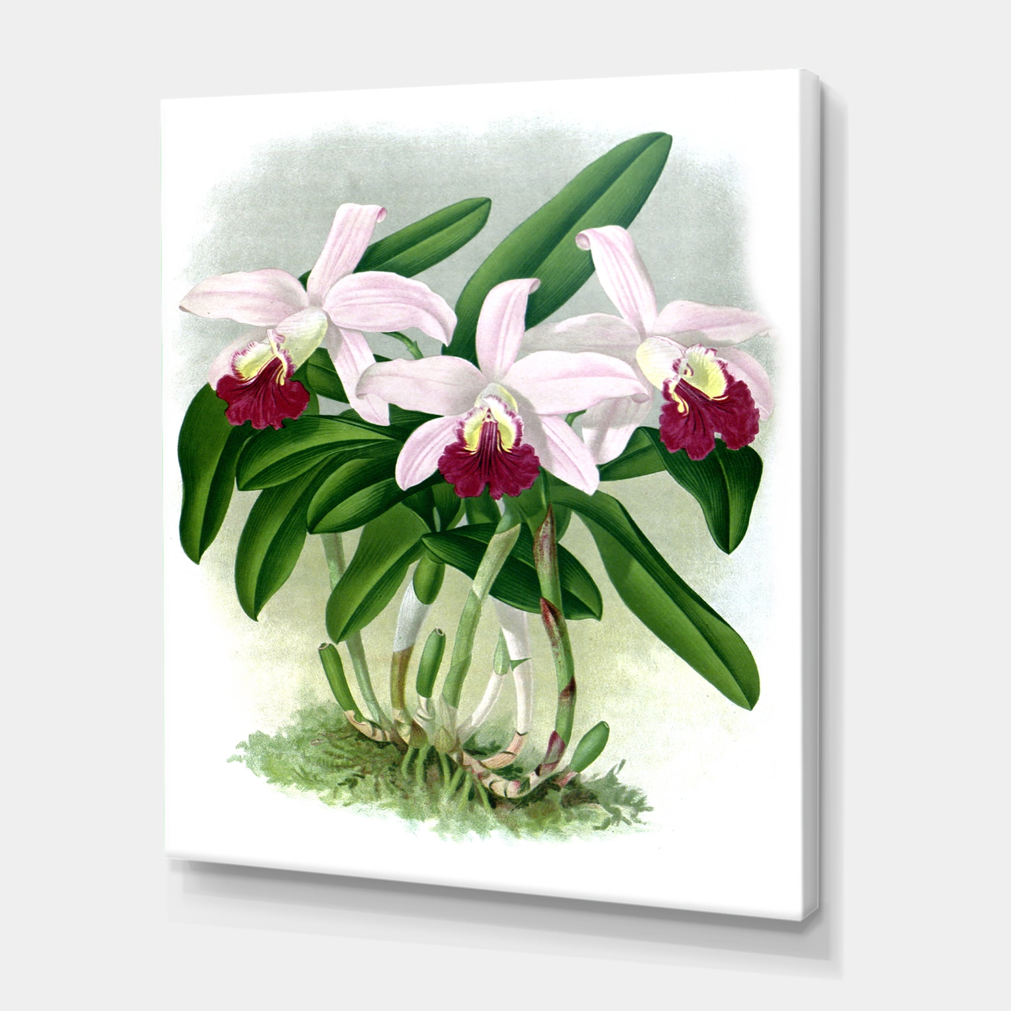 Designart ' White Vintage Orchid Flower I ' Traditional Canvas Wall Art Print