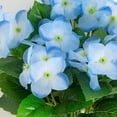 thumbnail image 4 of Nearly Natural UV-Resistant Artificial Hydrangea Outdoor Bush Plant - 14" - Blue - Set of 6, 4 of 9