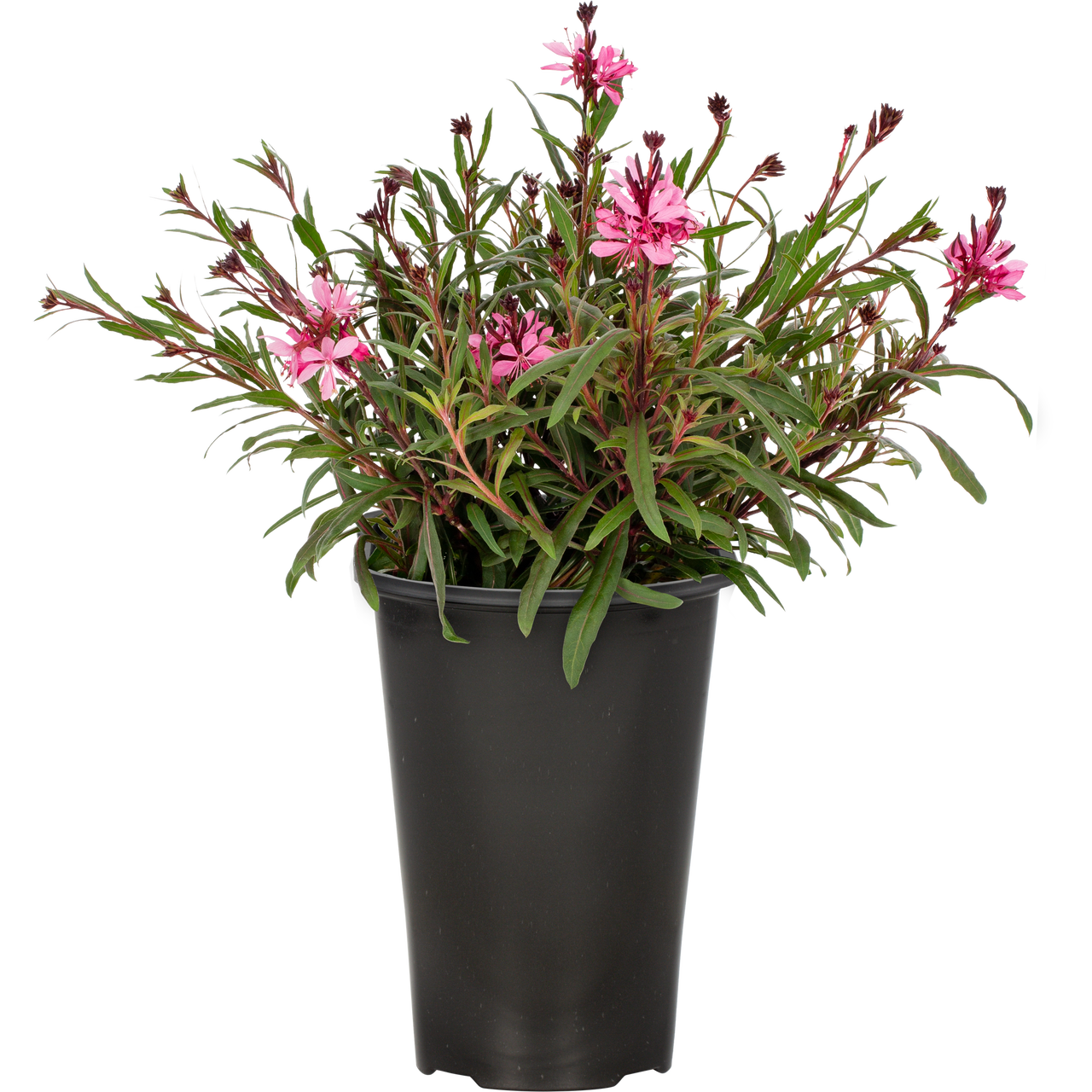 Expert Gardener 2.0QT Pink Gaura Live Perennial Plant Sun 3-Pack