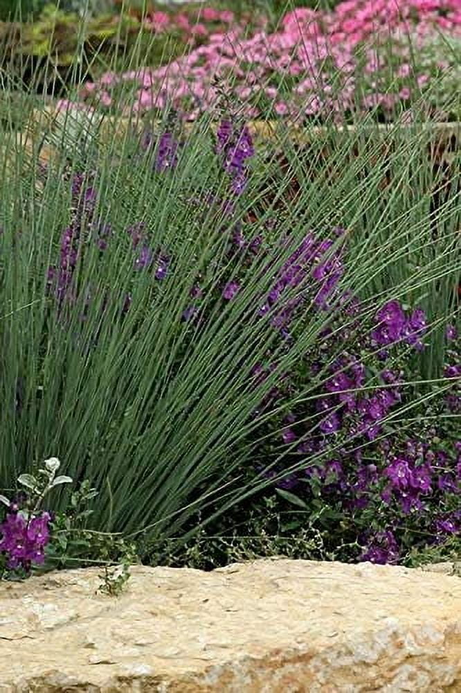 Blue Arrows Rush Grass - Juncus Inflexus - 40 Live Plants - Drought Tolerant Low Maintenance