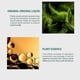 thumbnail image 4 of 50ml Hair Growing Spray Ginger King Anti-removal Spray Hair Raising Liquid Treatment Hair Loss Trou, 4 of 4