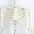 thumbnail image 2 of Cixusio 5.4FT Halloween Skeleton Decorations with Glowing Eyes Full Body Life Size Skeleton with Movable Joints for Halloween Decorations Indoor/Outdoor Haunted Hou, 2 of 19