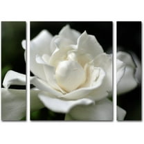 Trademark Fine Art ''Lovely Gardenia'' by Kurt Shaffer 30" x 41" Multi Panel Art Set Large (886511916722)