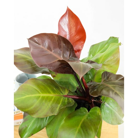 McColley's Finale Philodendron-Evergreen Indoor Plant-Low Maintenance 6" Pot