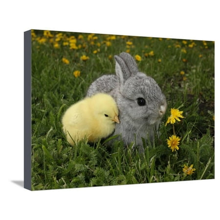 Gray Rabbit Bunny Baby and Yellow Chick Best Friends Stretched Canvas Print Wall Art By Richard