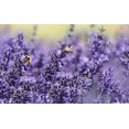 thumbnail image 3 of 18pcs French Dried Lavender Sachets Craft Bag - Lavender Sachets Wedding Toss, Home Fragrance Sachets Drawers Dressers, 3 of 3
