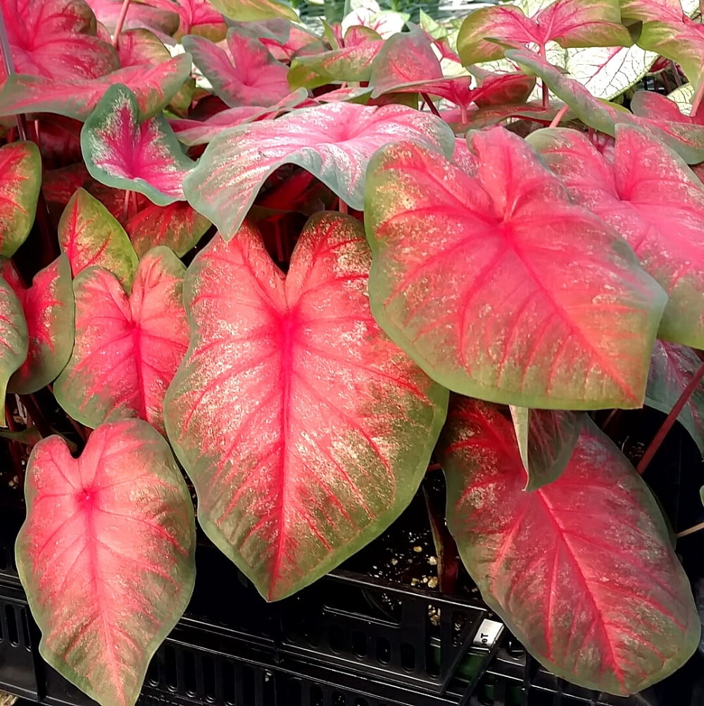 Tequila Sunrise Caladium 3 Bulbs NEW!