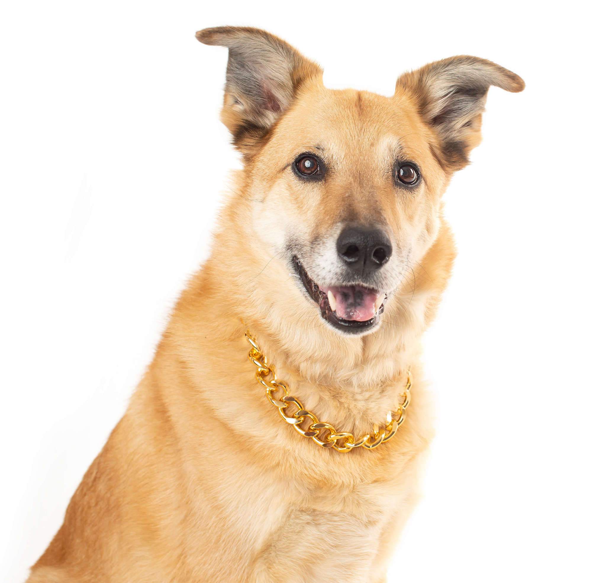 The Notorious D.O.G. Gold Chain Pet 
