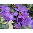 thumbnail image 6 of Rhododendron X 'Blue Baron' (Rhododendron) Evergreen, bluish purple flowers, #3 - Size Container, 6 of 8