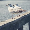 thumbnail image 2 of Peck, Gail 15x15 Gold Ornate Wood Framed with Double Matting Museum Art Print Titled - Look Out Dock II, 2 of 4