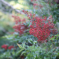 thumbnail image 2 of Domestic Nandina Plant Live, Heavenly Bamboo Shrub, Outdoor Planting in 2.5 Inch Pot, 2 of 5