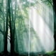 thumbnail image 5 of 2 piezas estilo cortina bufanda ventana cortina decorativa conjunto Bosque de Zulema Cortinas De Ventana De Baño, 5 of 8