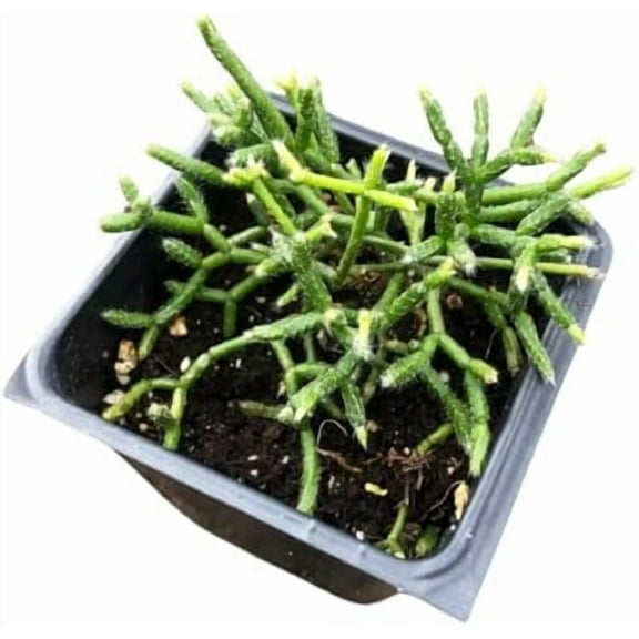 Organic Mistletoe Cactus (Rhipsalis pilocarpa) in 2.5-inch Pot by Smoke Camp Crafts - Hairy-Fruited Wickerware Cactus