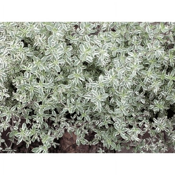 Clovers Garden Silver Edge Thyme Live Herb Plants 2 Count, Ornamental Edible