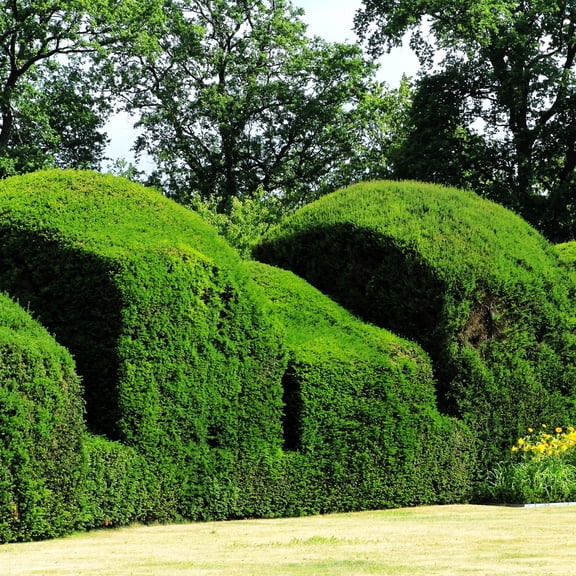 TomorrowSeeds - English Yew Seeds - 100  Count - For 2026 Planting Topiary Hedges Taxus Baccata