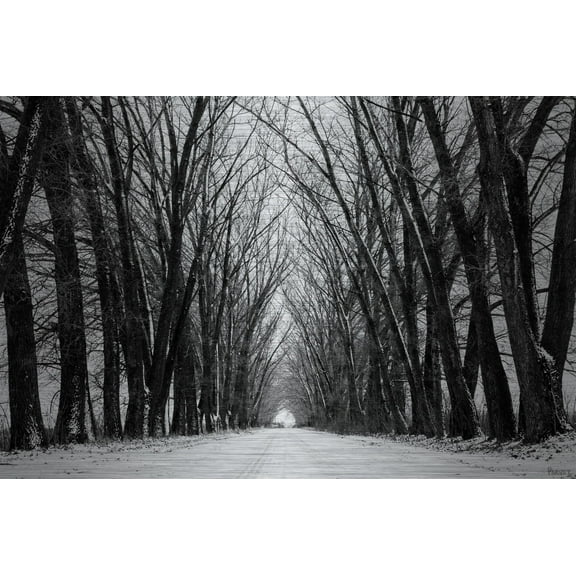 Parvez Taj "Rows of Trees" Painting Print on Brushed Aluminum